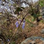 Vitex megapotamica Folio