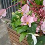 Begonia erythrophylla Flower