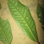Iryanthera hostmannii Folha