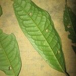Iryanthera hostmannii Levél