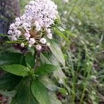 Asclepias texana