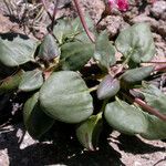Eriogonum pyrolifolium ശീലം