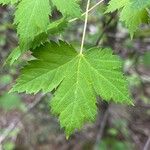 Acer glabrum पत्ता