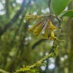 Peddiea africana Blüte