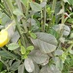 Crotalaria spectabilis Blad