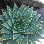 Aloe polyphylla Blad