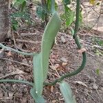 Vanilla planifolia Kabuk
