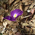 Siphonochilus aethiopicus Λουλούδι