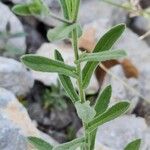 Pulicaria arabica Likasa