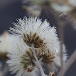 Gymnanthemum amygdalinum Blüte