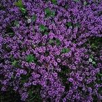 Thymus praecoxFlower