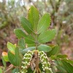 Cunonia pulchella Hoja