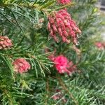 Grevillea rosmarinifolia Blomst