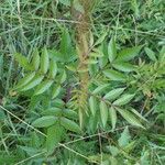 Rhus copallinum Blad