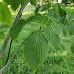 Cornus controversa Leaf