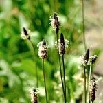 Plantago lanceolata Агульны выгляд