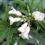 Cardamine heptaphylla Цвят