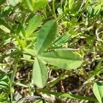 Trifolium squamosum Foglia