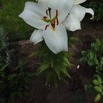 Lilium candidum Hàbitat