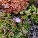 Limonium obtusifolium Fiore