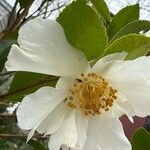 Camellia oleifera Flor