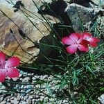 Dianthus biflorus