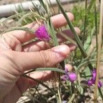 Cologania angustifolia Blüte