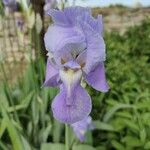 Iris pallida Blodyn