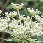 Peucedanum palustre Fleur