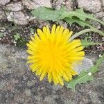 Taraxacum campylodes G.E.HaglundFlower