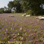 Linaria incarnata 整株植物