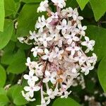 Syringa pubescens Blomma