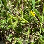 Astragalus hamosus Frucht