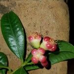 Syzygium aqueum Kvet