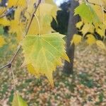 Tilia mongolica 葉