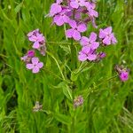 Hesperis matronalis 花