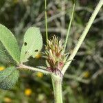 Trifolium scabrum 花