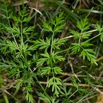 Peucedanum palustre Feuille