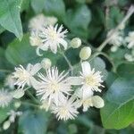 Clematis vitalbaKvět