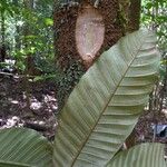 Pycnandra balansae Corteza
