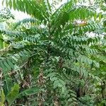 Ailanthus triphysa Blatt
