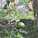 Citrus reticulata Frukt
