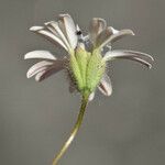 Holozonia filipes फूल