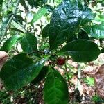 Licaria vernicosa Leaf