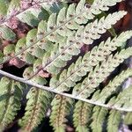 Dryopteris filix-mas Blatt