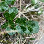 Thalictrum alpinum Folha