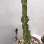Euphorbia abyssinica Hoja