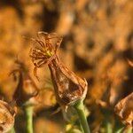 Cotyledon barbeyi 果