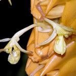 Calathea similis Flower