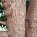 Podocarpus latifolius Bark